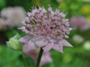 Astrantia Maxima Wildstaudenzauber astrantia-maxima-wildstaudenzauber