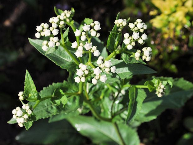 Partenium integrifolium Wildstaudenzauber