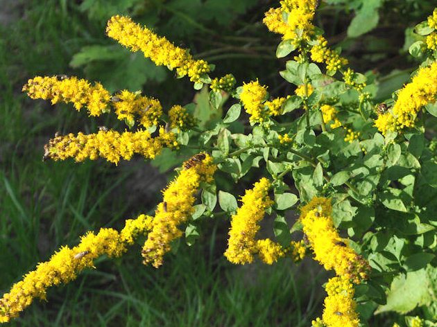 Solidago sphacelata Wildstaudenzauber