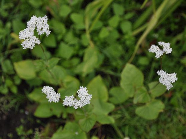 Valeriana alliariifolia Wildstaudenzauber